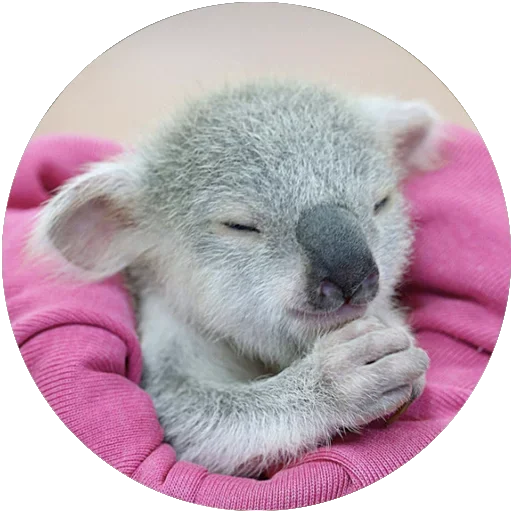 🐨 Стикер «Kids Animals» для Telegram