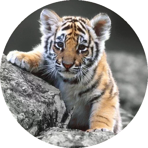 🐯 Стикер «Kids Animals» для Telegram