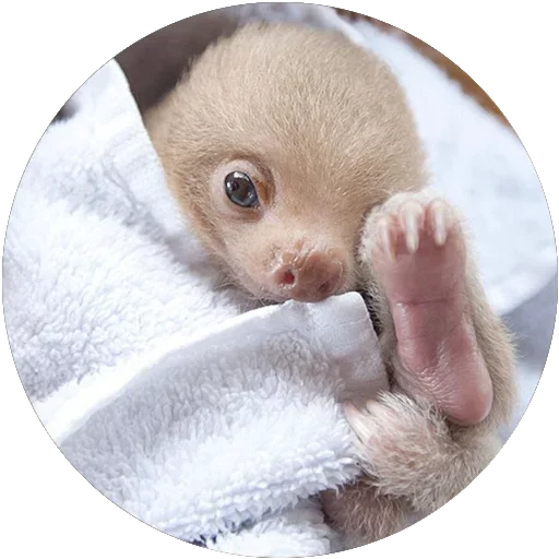 ❤ Стикер «Kids Animals» для Telegram