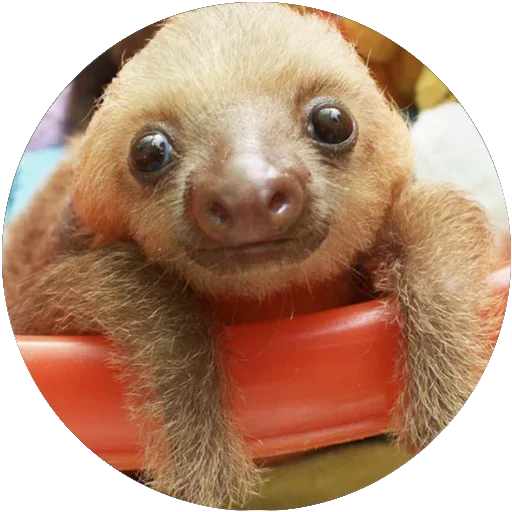 😴 Стикер «Kids Animals» для Telegram