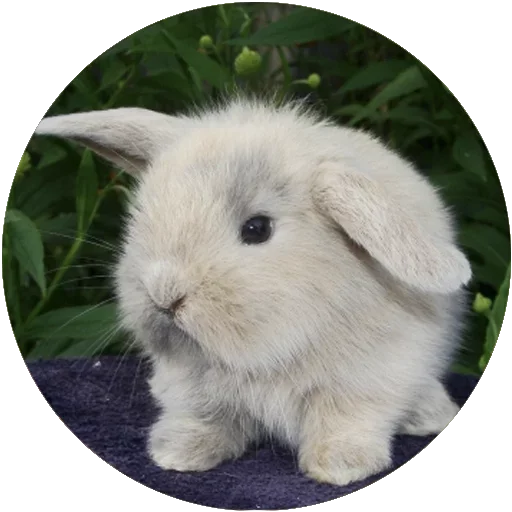 🐰 Стикер «Kids Animals» для Telegram