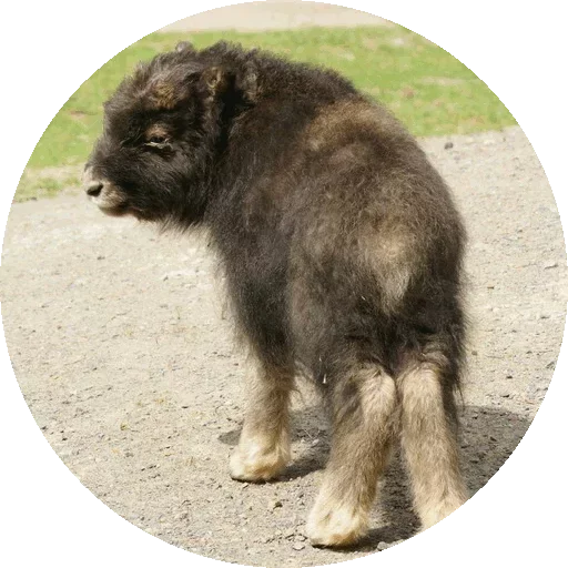 🐐 Стикер «Kids Animals» для Telegram