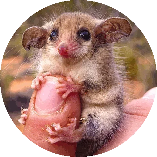 🐹 Стикер «Kids Animals» для Telegram
