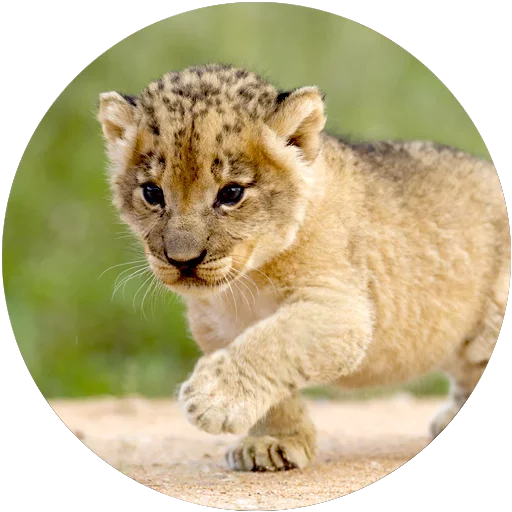 🐯 Стикер «Kids Animals» для Telegram