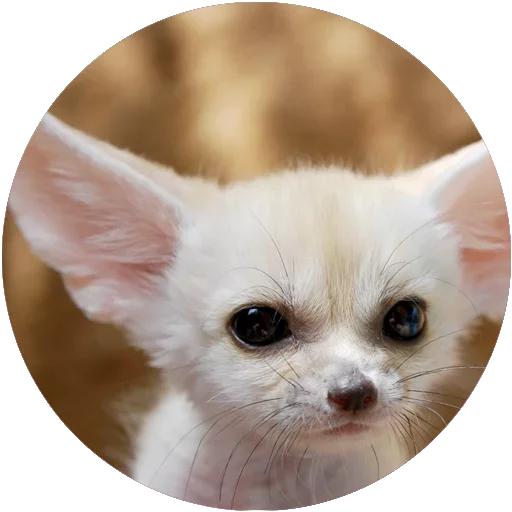 😘 Стикер «Kids Animals» для Telegram