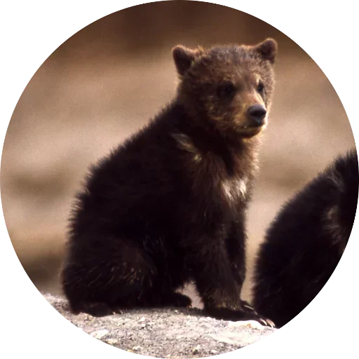 🐻 Стикер «Kids Animals» для Telegram