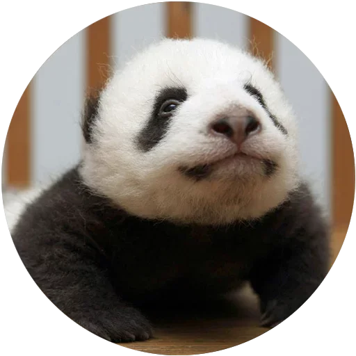 Стикерпак Kids Animals для Telegram