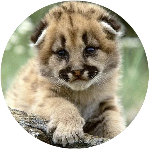 ☺️ Стикер «Kids Animals» для Telegram