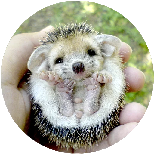 🐾 Стикер «Kids Animals» для Telegram