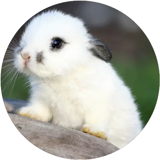😍 Стикер «Kids Animals» для Telegram