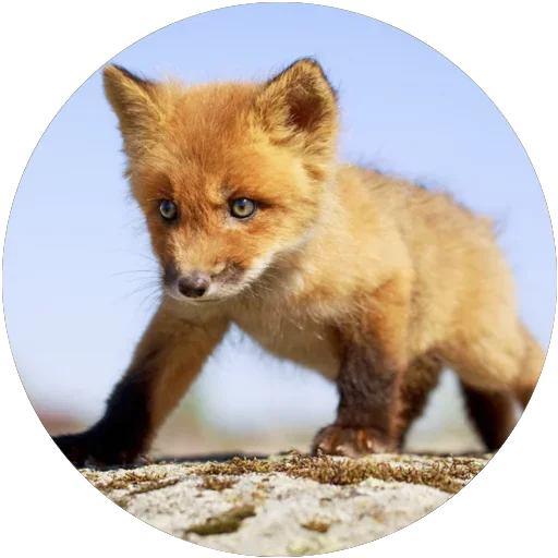🦊 Стикер «Kids Animals» для Telegram