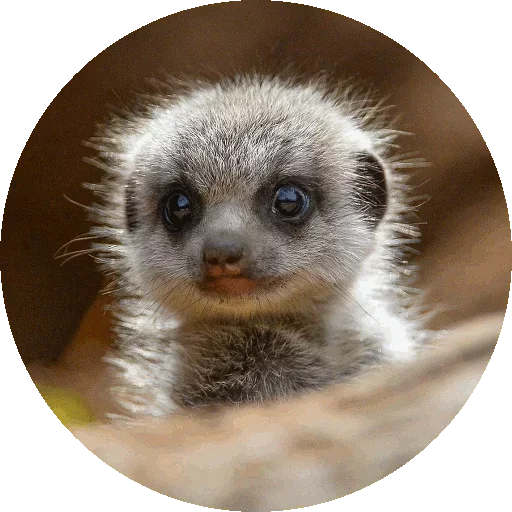 😳 Стикер «Kids Animals» для Telegram