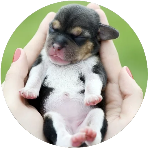 🐶 Стикер «Kids Animals» для Telegram