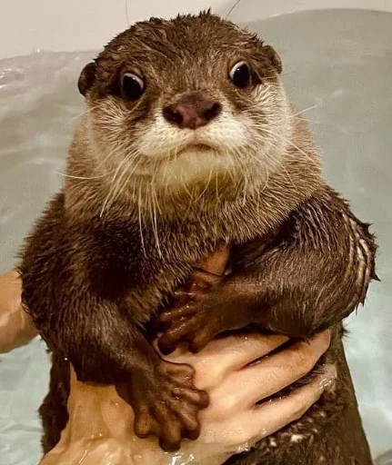 🛁 Стикер «Kinaco» для Telegram