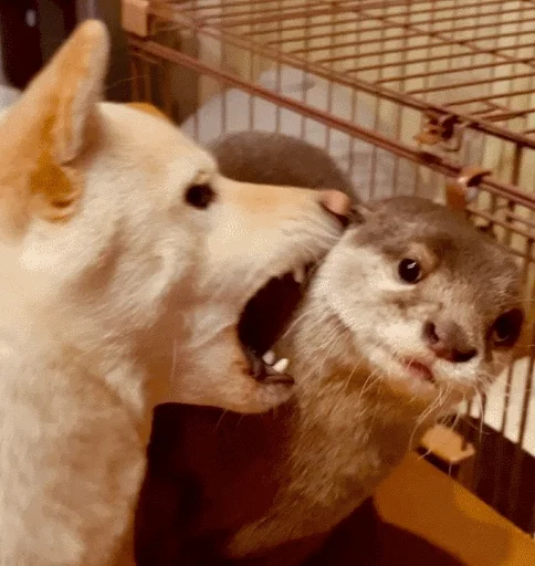 🐕 Стикер «Kinaco» для Telegram