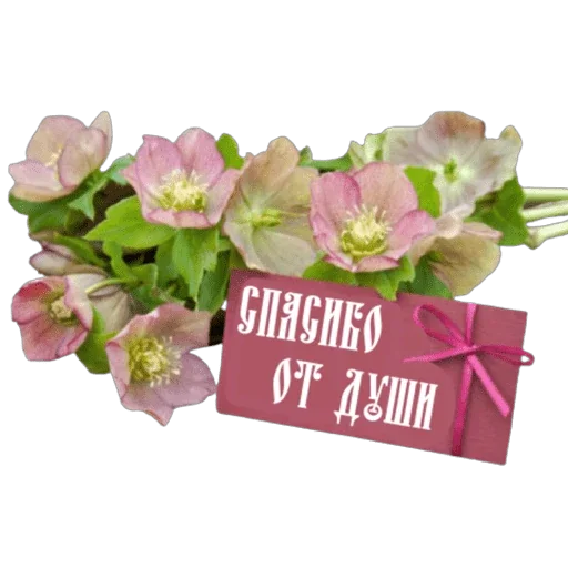 🙏 Стикер «Школа вежливости» для Telegram