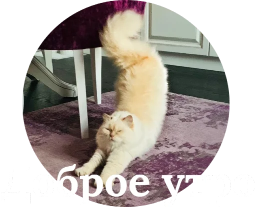 Стикерпак Кинкиса для Telegram