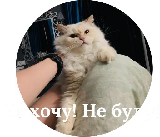 😠 Стикер «Кинкиса» для Telegram
