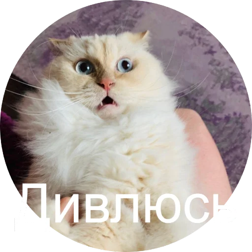 😳 Стикер «Кинкиса» для Telegram
