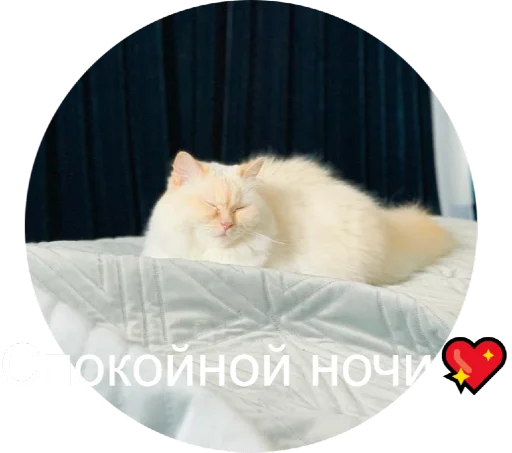 😴 Стикер «Кинкиса» для Telegram