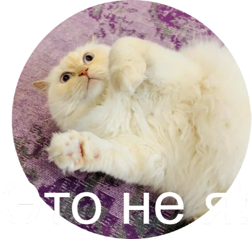 😕 Стикер «Кинкиса» для Telegram