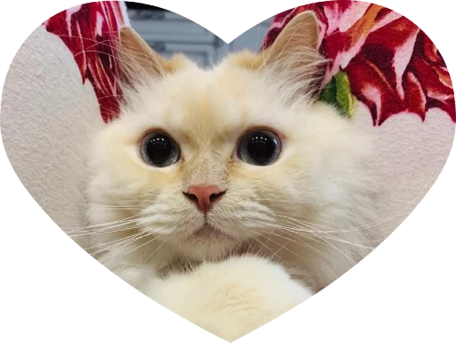 ❤️ Стикер «Кинкиса» для Telegram