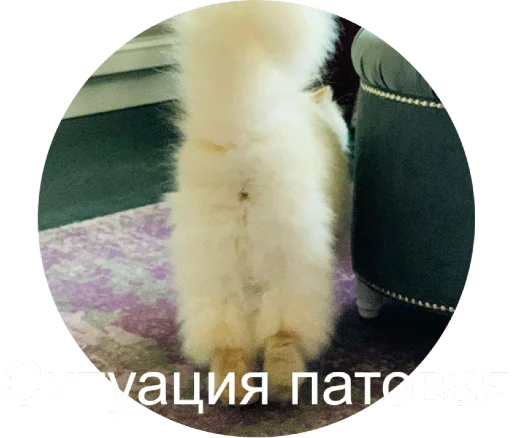 🤯 Стикер «Кинкиса» для Telegram