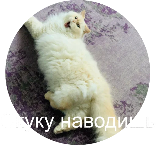👎 Стикер «Кинкиса» для Telegram