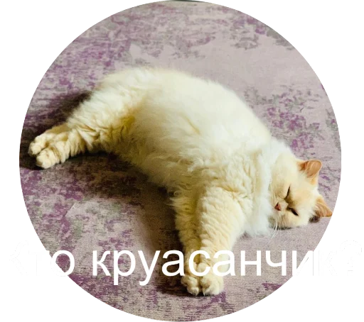 😍 Стикер «Кинкиса» для Telegram