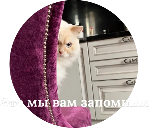 🤨 Стикер «Кинкиса» для Telegram