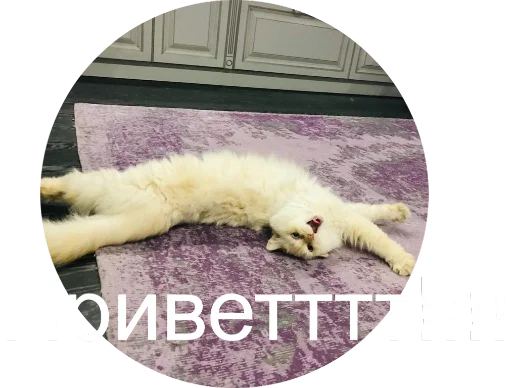 😘 Стикер «Кинкиса» для Telegram