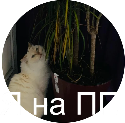 🍏 Стикер «Кинкиса» для Telegram
