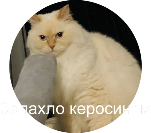 😶 Стикер «Кинкиса» для Telegram