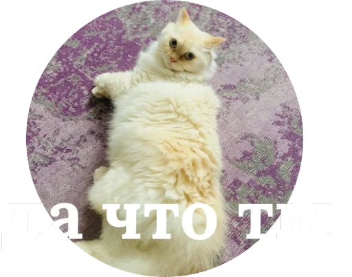 😡 Стикер «Кинкиса» для Telegram