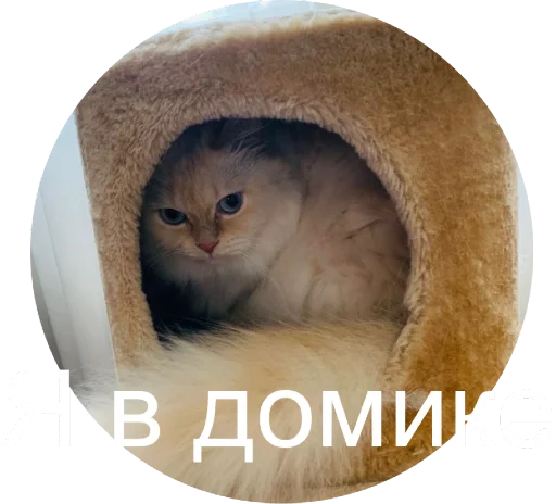 🙈 Стикер «Кинкиса» для Telegram