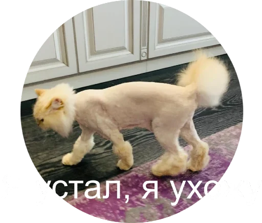 😥 Стикер «Кинкиса» для Telegram