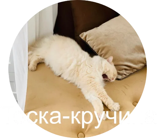 😩 Стикер «Кинкиса» для Telegram