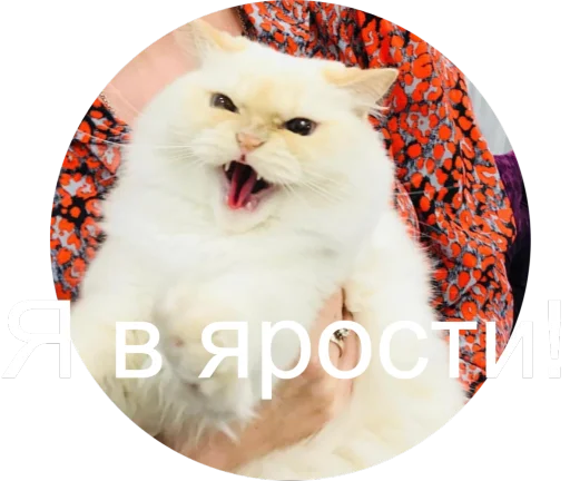 😡 Стикер «Кинкиса» для Telegram