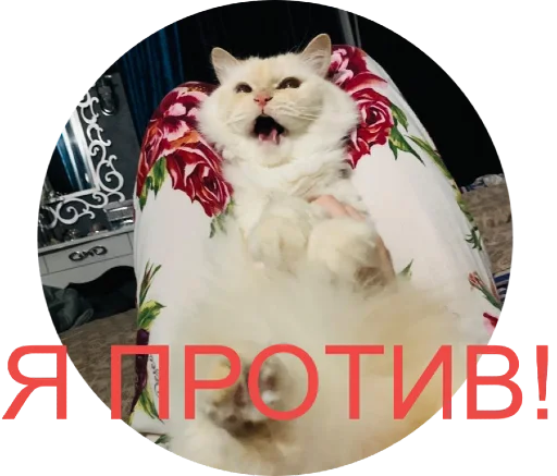 🙅‍♀️ Стикер «Кинкиса» для Telegram