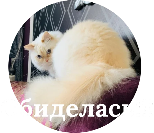 😒 Стикер «Кинкиса» для Telegram