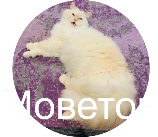 👎 Стикер «Кинкиса» для Telegram