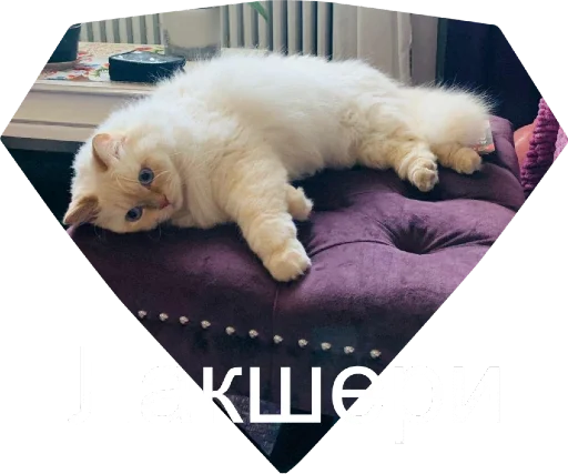 💎 Стикер «Кинкиса» для Telegram