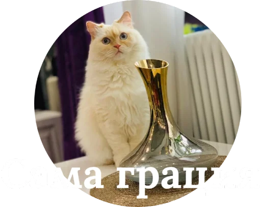 😍 Стикер «Кинкиса» для Telegram
