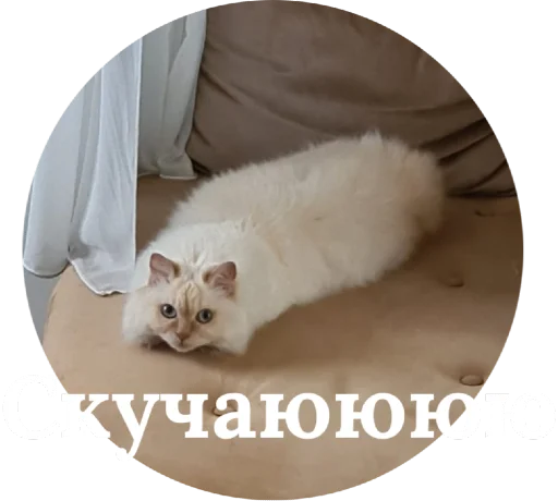 🙄 Стикер «Кинкиса» для Telegram
