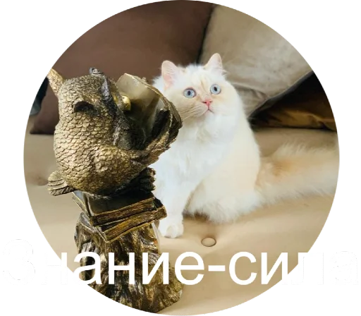 📕 Стикер «Кинкиса» для Telegram