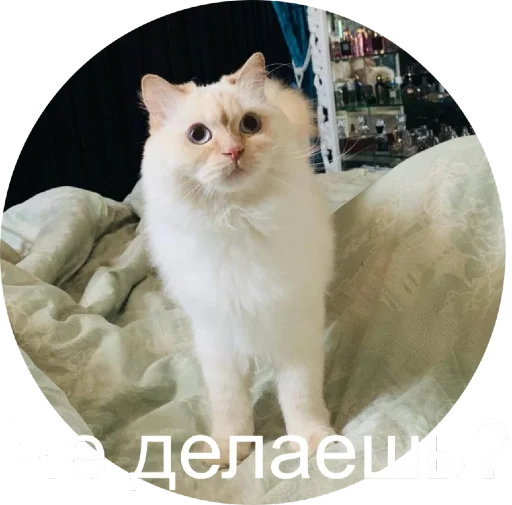 ☺️ Стикер «Кинкиса» для Telegram