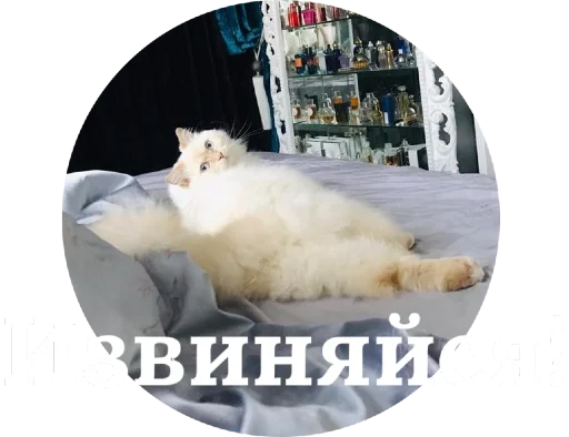 😏 Стикер «Кинкиса» для Telegram