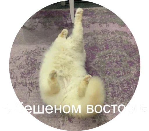 😅 Стикер «Кинкиса» для Telegram
