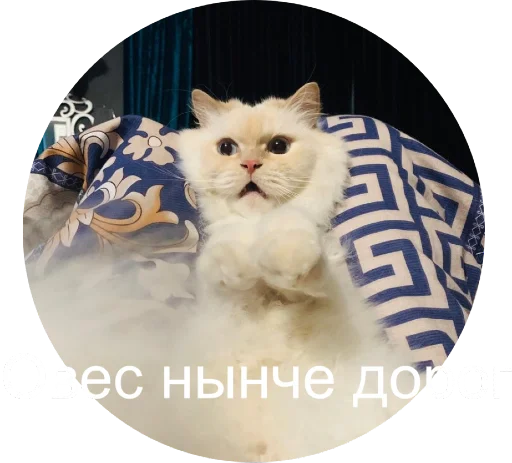 😆 Стикер «Кинкиса» для Telegram