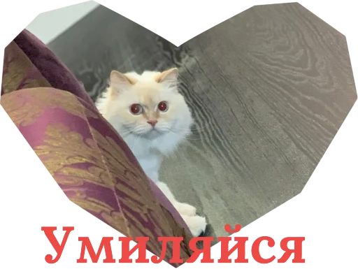 😏 Стикер «Кинкиса» для Telegram